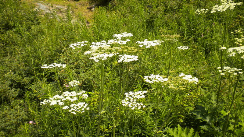 Valnontey - .Heracleum sphondylium